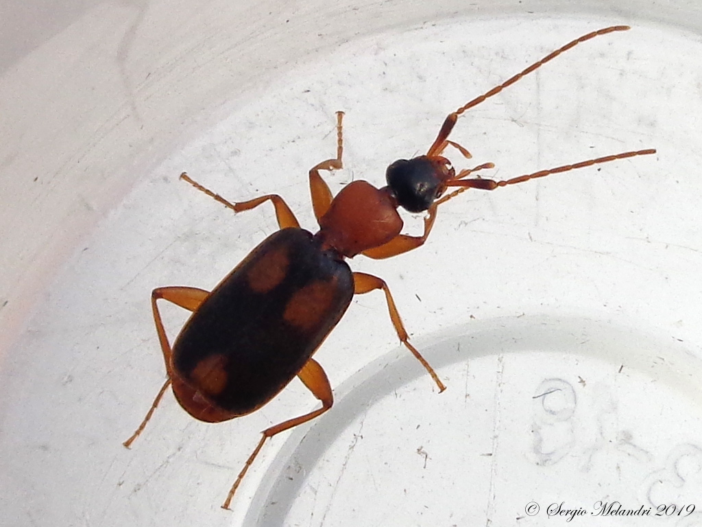 Carabidae: Zuphium olens